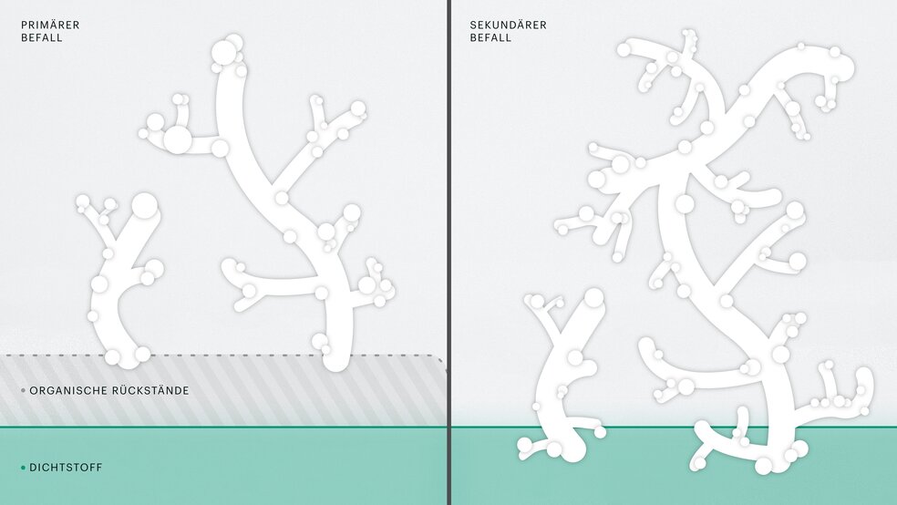 L'illustrazione astratta mostra due diversi stadi di diffusione della muffa. L'infestazione primaria, nella quale il giunto non è intaccato dalle spore della muffa, e l'infestazione secondaria, nella quale le spore di muffa si legano al giunto.